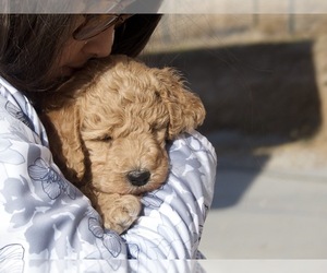 Goldendoodle-Poodle (Standard) Mix Puppy for Sale in EMMETT, Idaho USA