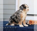 Small Photo #2 Bernedoodle (Miniature) Puppy For Sale in NARVON, PA, USA