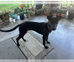 Small #2 Labrador Retriever Mix