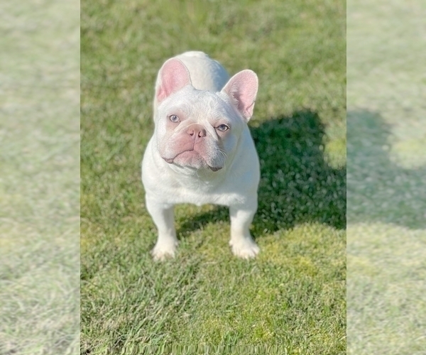 Medium Photo #3 French Bulldog Puppy For Sale in SEATTLE, WA, USA