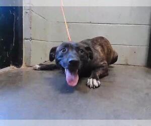 Mutt Dogs for adoption in Tulsa, OK, USA