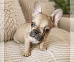 Small #2 French Bulldog