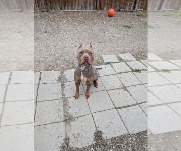 Medium Photo #3 American Pit Bull Terrier Puppy For Sale in Evansville, IN, USA