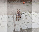 Small #2 American Pit Bull Terrier