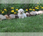 Image preview for Ad Listing. Nickname: Litter of 4