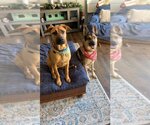 Small Photo #8 Black Mouth Cur-German Shepherd Dog Mix Puppy For Sale in Katy, TX, USA