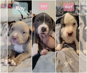 American Bully Puppy for sale in CHICAGO, IL, USA