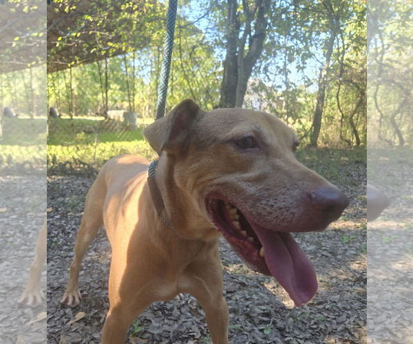 Medium Photo #1 Mutt Puppy For Sale in Jackson, MS, USA