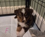 Small #12 Miniature Australian Shepherd