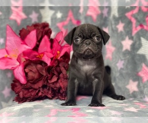 Pug Puppy for sale in LAKELAND, FL, USA