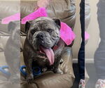 Small Bulldog