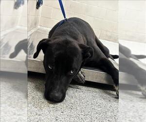 Mutt Dogs for adoption in Conroe, TX, USA