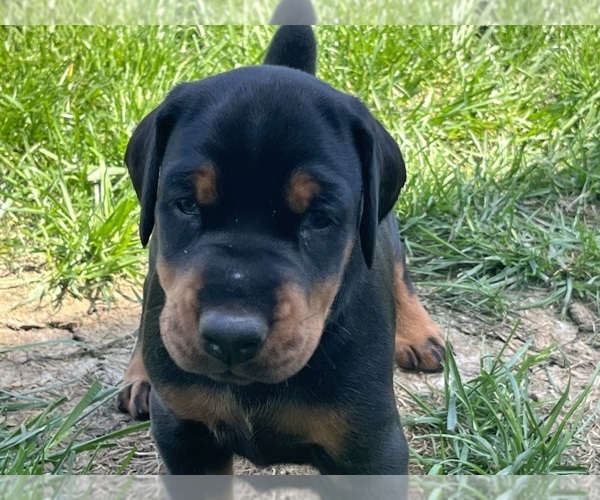Medium Photo #2 Doberman Pinscher Puppy For Sale in DELAWARE, OH, USA