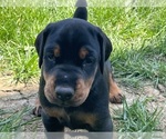 Small Photo #2 Doberman Pinscher Puppy For Sale in DELAWARE, OH, USA