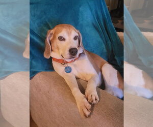 Beagle Dogs for adoption in Dunnellon, FL, USA