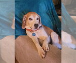 Lex - Male Beagle Dog for Adoption - Small photo