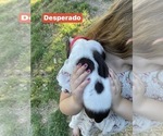 Small Photo #15 Pointer Puppy For Sale in SACRAMENTO, CA, USA