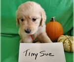 Small Photo #1 Golden Retriever Puppy For Sale in NORTH UNION, PA, USA