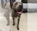 Small #1 American Pit Bull Terrier
