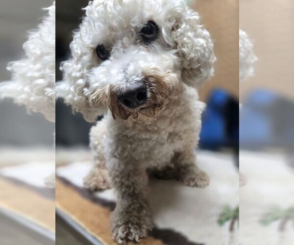 Medium Photo #2 Poodle (Miniature)-Unknown Mix Puppy For Sale in Albemarle, NC, USA