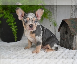French Bulldog Puppy for sale in MILLERSBURG, OH, USA