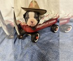Small Photo #2 Boston Terrier Puppy For Sale in FREDONIA, KS, USA