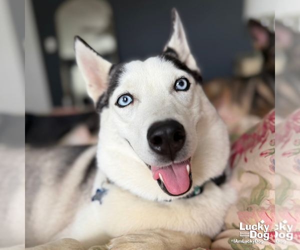Medium Photo #3 Siberian Husky-Unknown Mix Puppy For Sale in Washington, DC, USA