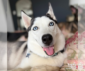 Luna - Female Siberian Husky-Unknown Mix Dog for Adoption - Photo #3