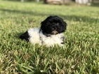 Small Photo #4 Havanese Puppy For Sale in HOUSTON, TX, USA