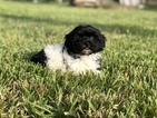 Small #3 Havanese