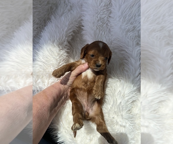Medium Photo #5 Cavapoo (Toy) Puppy For Sale in NILES, MI, USA