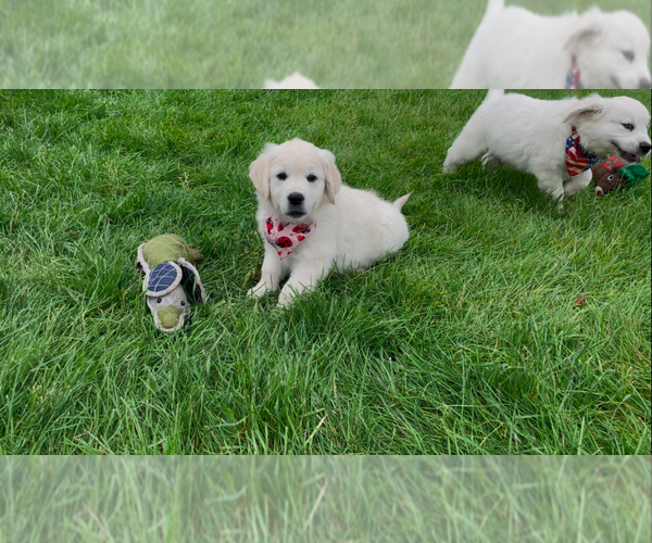 Medium Photo #13 English Cream Golden Retriever Puppy For Sale in BISMARCK, ND, USA