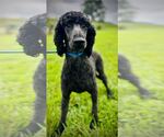 Small #1 Poodle (Standard) Mix