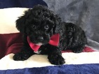 Small Photo #11 Poochon Puppy For Sale in HONEY BROOK, PA, USA