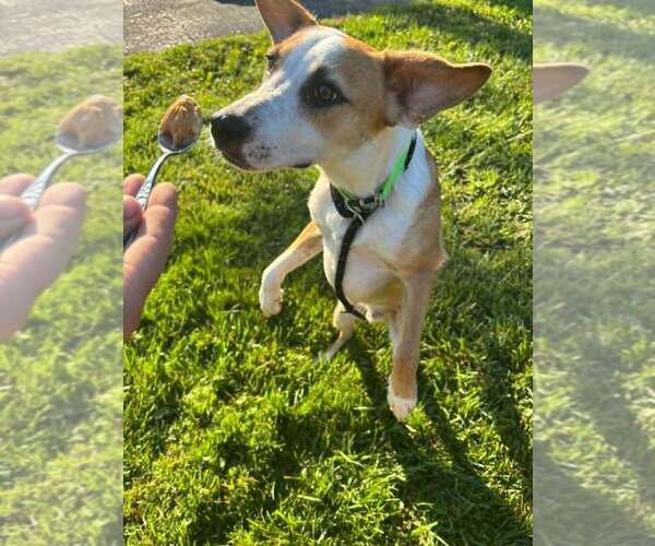 Medium Photo #7 Beagle-Unknown Mix Puppy For Sale in Aurora, IN, USA