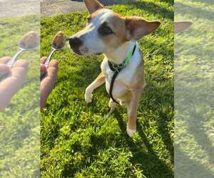 Marion Bros : Moe - Male Beagle-Unknown Mix Dog for Adoption - Photo #7