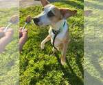 Small #6 Beagle Mix