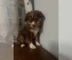 Small #12 Miniature Australian Shepherd