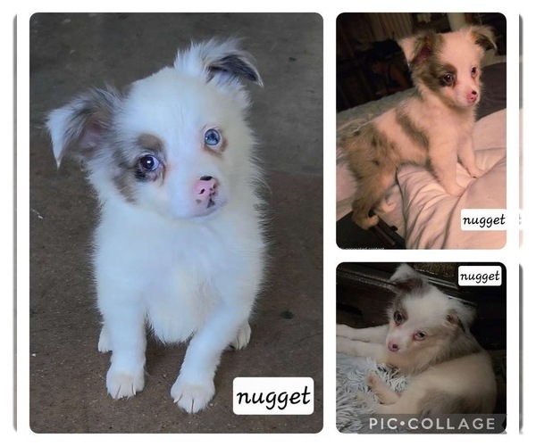 Medium Photo #1 Miniature Australian Shepherd Puppy For Sale in CARTERSVILLE, GA, USA
