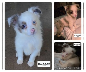 Miniature Australian Shepherd Puppy for sale in CARTERSVILLE, GA, USA