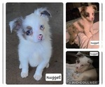 Small Miniature Australian Shepherd