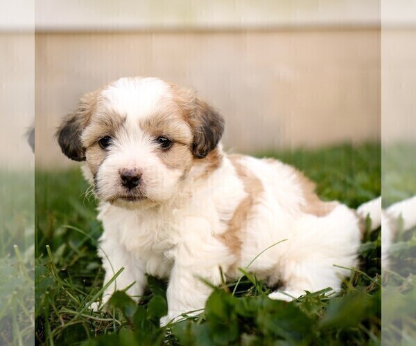 Medium Photo #1 Zuchon Puppy For Sale in ARTHUR, IL, USA