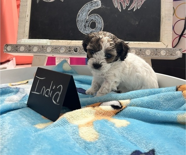 Medium Photo #19 YorkiePoo Puppy For Sale in MONTGOMERY VILLAGE, MD, USA