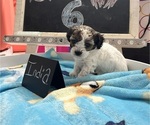 Small Photo #19 YorkiePoo Puppy For Sale in MONTGOMERY VILLAGE, MD, USA