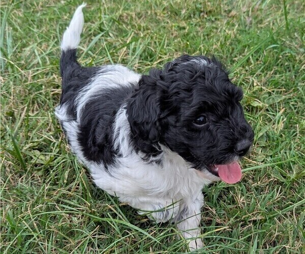 Medium Photo #12 Goldendoodle mix (+ Poodle Toy) Puppy For Sale in MORGANTON, NC, USA