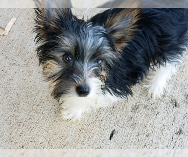 Medium Photo #6 Yorkshire Terrier Puppy For Sale in HUDDLESTON, VA, USA