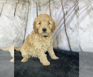 Goldendoodle Puppy for sale in STELLA, MO, USA