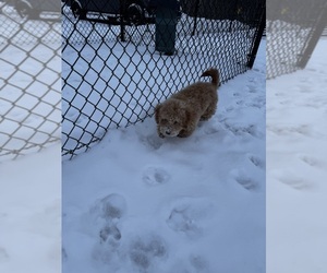 Bichpoo Puppy for sale in FORT WAYNE, IN, USA