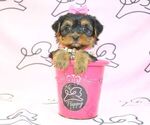Small #18 Yorkshire Terrier