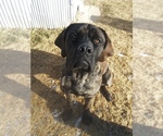 Small #6 Mastiff